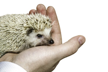 the image hedgehog in the palm isolatedの写真素材