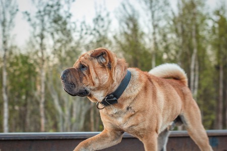 the image a dog on forest backgroundの写真素材