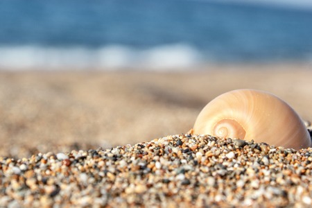 shell in the sand on the sea background