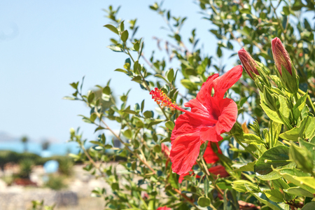 red flower bloomedの写真素材
