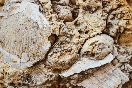 fossilized remains of seashellsの写真素材