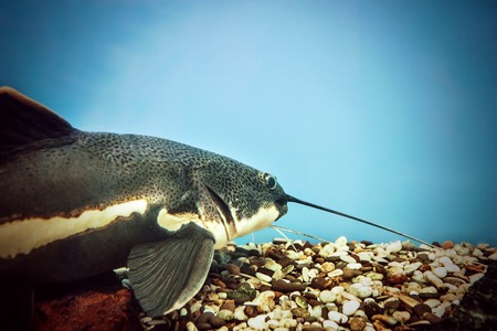 the image a fish in the aquariumの写真素材