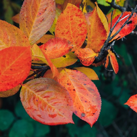 Autumn leaves colorful background in the Park
