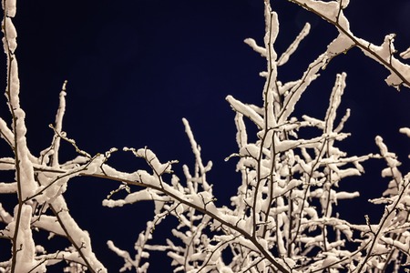 the snow on the branches of trees night imageの写真素材