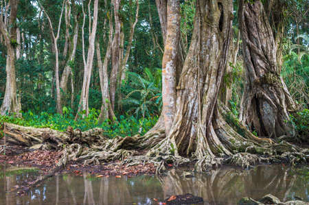 Tropical strangler fig treesの写真素材