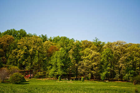 Woody area の写真素材