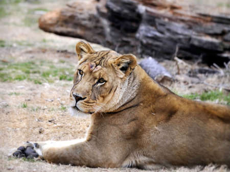 Lion at the Norfolk Zoon enjoying the winterの写真素材