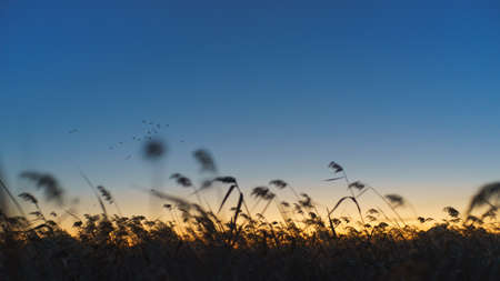 reedの写真素材