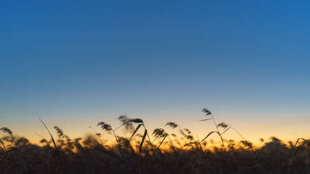 reedの写真素材