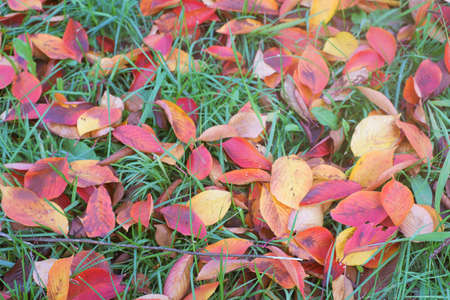Fall, Autumn, Seasonの写真素材