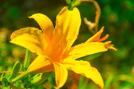 Yellow flower in bloomの写真素材