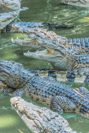 Dinner time for Alligators in a zooのeditorial素材