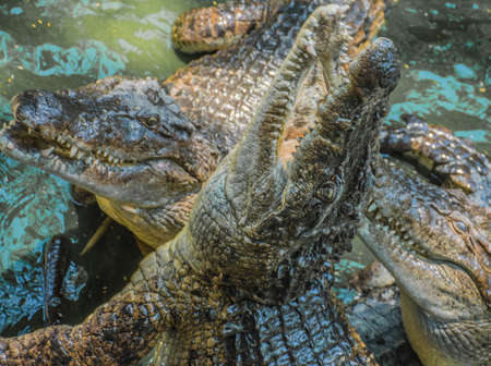 Dinner time for Alligators in a zooのeditorial素材