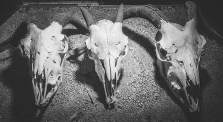 Deer and Goat bones in black and whiteの写真素材