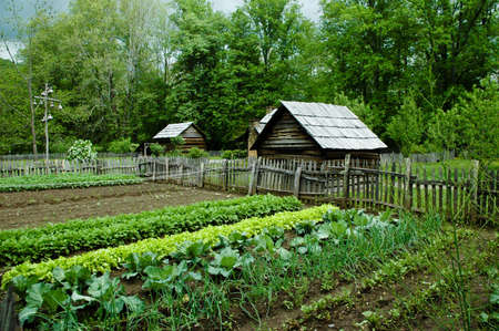 Vegetable Garden with gourd bird houses.の写真素材