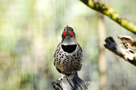 Red-shafted northern flicker perched on a log.の写真素材