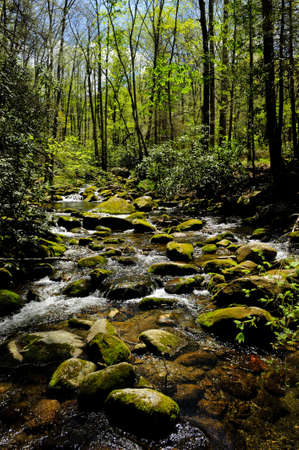 Slow moving creek in Smoky Mountain National Park