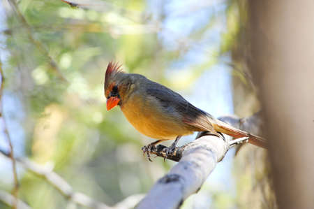A pyrrhuloxia, relative of a Northern Cardinal perched on a branchの写真素材