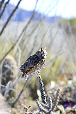 A great horned owl perched on a branch in the desertの写真素材