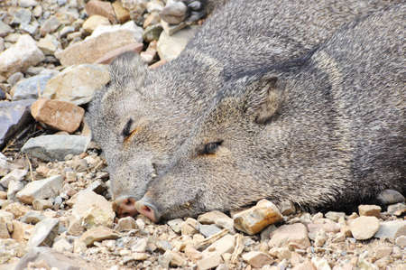Two javelinas enjoying a afternoon napの写真素材