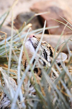 Ocelot looking up from his hiding placeの写真素材