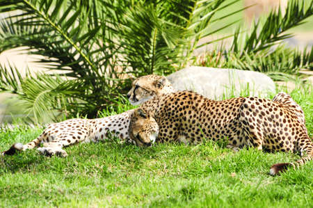 Two cheetahs taking a rest on a sunny dayの写真素材