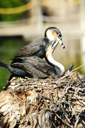 Two white breasted cormorants sitting on a nestの写真素材