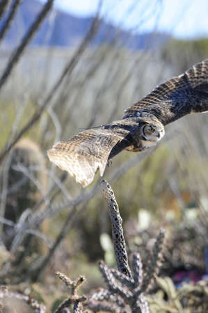 A great horned owl flying over the desertの写真素材