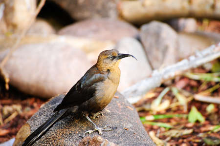 A crissal thrasher posing on a rock