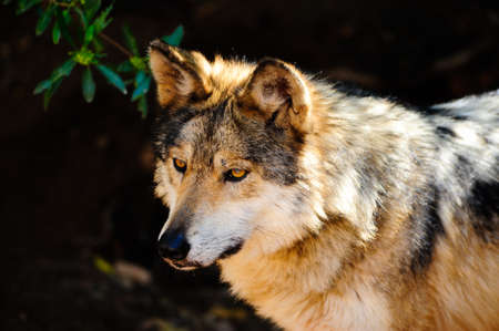 Portrait of a Mexican Gray wolf in captivityの写真素材