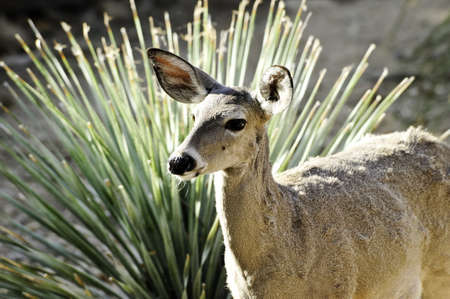 A female mule deer standing in front of a palmの写真素材
