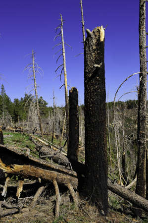 Fire ravaged forest, North Rim, Grand Canyon National Park.の写真素材