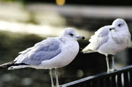 Two ringed-billed seagulls sitting on a fence