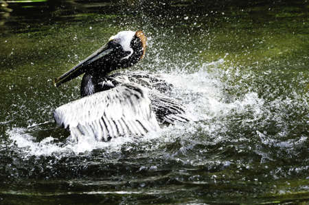 A brown pelican splashing in the water with water droplets.の写真素材