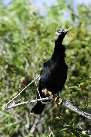 An Anhinga perched on a limb wih feathers blowing.