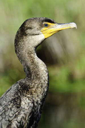 A portrait of a double crested cormorant