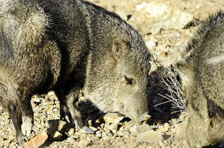 Two javelina rooting in the desert floorの写真素材