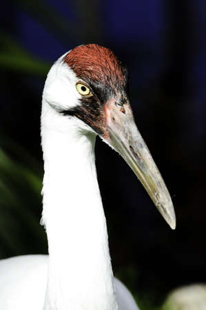 Portrait of a whooping crane with dark backgroundの写真素材