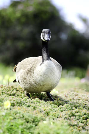 A canadian goose posing for the cameraの写真素材