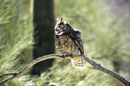 A great horned owl perched on a limb with his beak openの写真素材
