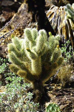 A teddy bear cholla cactus with yellow bloomsの写真素材