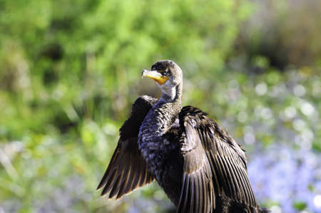 A double crested cormorant drying his wings.の写真素材