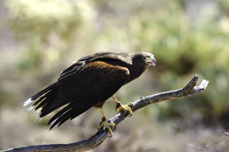 A harris's hawk perched on a branchの写真素材