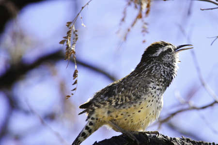 A small cactus wren perched on a branch with the blue sky in the backgroundの写真素材