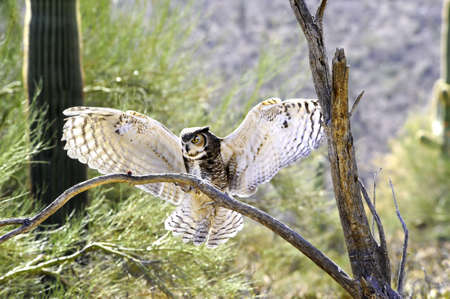 A great horned owl landing on a branchの写真素材