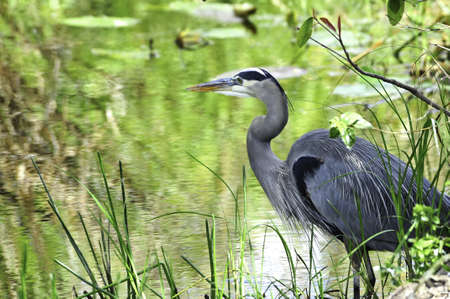 A great blue heron standing on the edge of a swampの写真素材