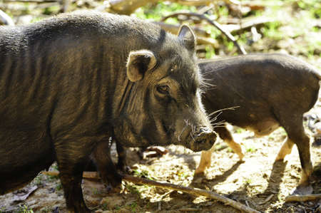A large pig with a very dirty noseの写真素材