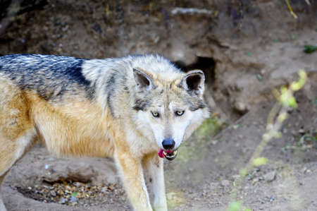A Closeup of a Mexican Gray Wolf
