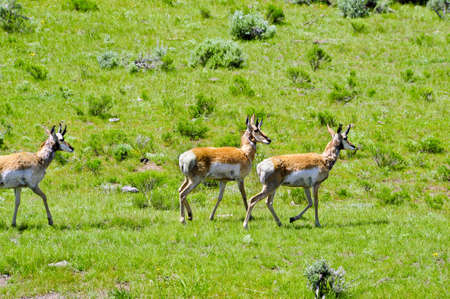 Three antelope walking on green grassの写真素材