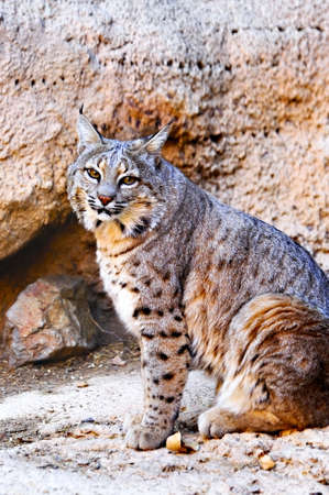 A portrait of a bobcat sitting on rocksの写真素材
